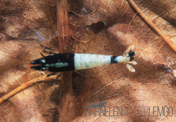 Skunk Garnele, Schwarz - DNZ