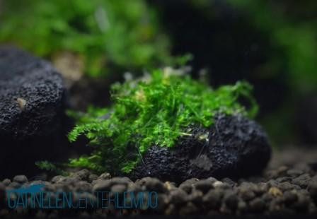 Singapurmoos auf Lava - Vesicularia dubyana
