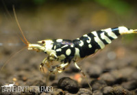 Vinfish Thunder Black Fancy Tiger SS Grade - DNZ Vinfish Thunder Black Fancy Tiger SS Grade - DNZ