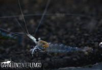 Blue Ghost Sulawesi Garnele - Low Grade Blue Ghost Sulawesi Garnele - Low Grade