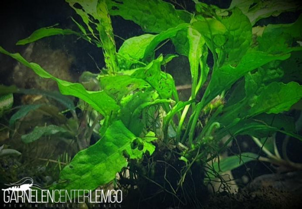Petit Javafarn - Microsorum pteropus Petit
