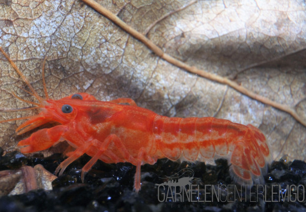 CPO Oranger Zwergflusskrebs (w) Cambarellus patzcuarensis "Orange"