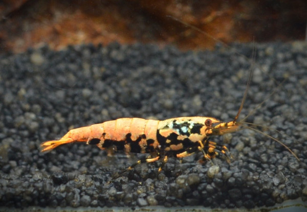 Orange Boa Garnele / Orange based Boa SS Grade - DNZ