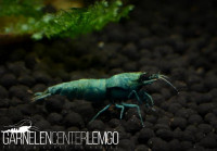 Skyfish Deep Blue Bolt Garnele - SSS Grade - DNZ Skyfish Deep Blue Bolt Garnele - SSS Grade - DNZ