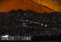 Caridina Trimaculata "Galaxy" High Grade - Import Caridina Trimaculata "Galaxy" High Grade - Import