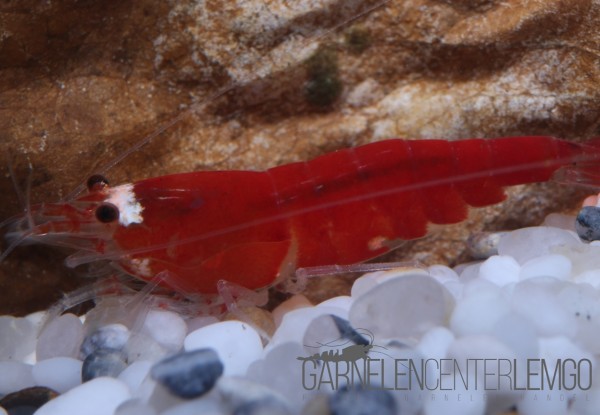 Super Crystal Red Garnele - Santa