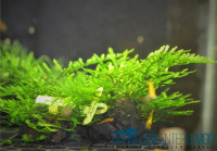 Anchor Moss - Ankermoos (Vesicularia Sp.) auf Plant Sheet Anchor Moss - Ankermoos (Vesicularia Sp.) auf Plant Sheet