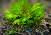 Fissidens sp. Nobilis - auf Plant Sheet Fissidens sp. Nobilis - auf Plant Sheet