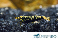 Skyfish Galaxy Fishbone Black S - Low Grades - DNZ Skyfish Galaxy Fishbone Black S - Low Grades - DNZ