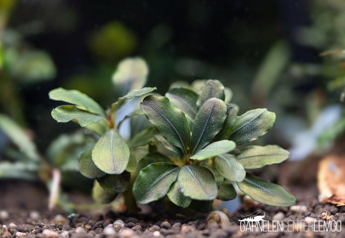 Bucephalandra sp. Hades Blue Typ 1 - submers - Rhizom