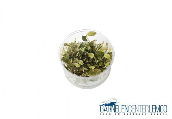 Lagenandra meeboldii 'red round' - inVitro Limited Edition