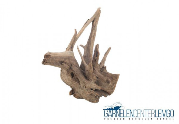 Pinwood Wurzeln / Corbo Root "PW1"