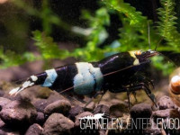 Panda O.E. Garnele mit weißen Bändern - DNZ Panda O.E. Garnele mit weißen Bändern - DNZ