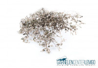 Garnelen-Fächer Bonsai Bäumchen natur - XS Garnelen-Fächer Bonsai Bäumchen natur - XS