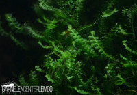 Cameroon Moos - Plagiochilaceae Sp.. - auf Plant Sheet Cameroon Moos - Plagiochilaceae Sp.. - auf Plant Sheet