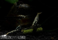 Galaxy Boa Garnelen 10+1 - DNZ Galaxy Boa Garnelen 10+1 - DNZ