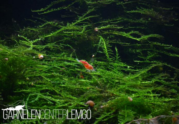 Creeping Moos - Vesicularia sp. (1122)