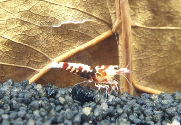 Skyfish Pinto Mosura Tiger Red - Grade SSS / High Grade- DNZ