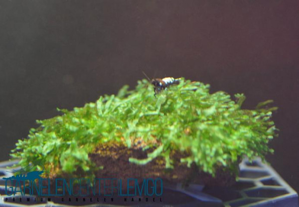 Wave Moss - Microsorum pteropus Prothallium (333,423)