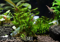 Fissidens Sp. Himogouke - auf Plant Sheet Fissidens Sp. Himogouke - auf Plant Sheet