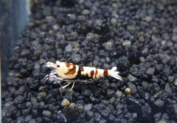 Skyfish Pinto Mosura Tiger Red - Grade SSS / High Grade- DNZ