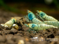 Blue Bolt O.E. Garnele - DNZ Blue Bolt O.E. Garnele - DNZ