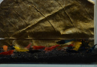 10+1 "orange Eye" OE Garnelen Mix - DNZ 10+1 "orange Eye" OE Garnelen Mix - DNZ