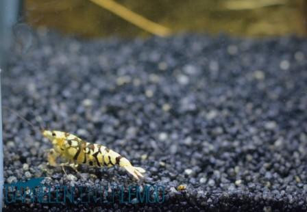 Fancy Tiger Schwarz Garnele - Mid Grade - DNZ