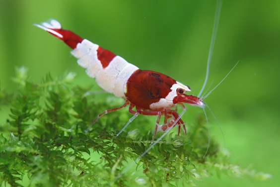 Caridina Garnelen aus eigener Nachzucht Garnelencenter Lemgo