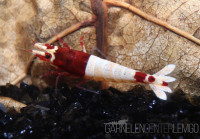 Red Shadow Mosura Garnele - DNZ Red Shadow Mosura Garnele - DNZ