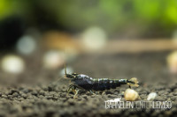 Purple Metallic O.E. Garnelen - S Grade - DNZ Purple Metallic O.E. Garnelen - S Grade - DNZ