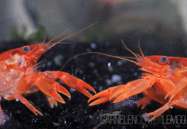 CPO Oranger Zwergflusskrebs (Pärchen) Cambarellus patzcuarensis "Orange"