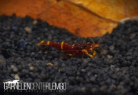 Caridina Spinata - Dreiband-Goldpunkt Garnele - DNZ Caridina Spinata - Dreiband-Goldpunkt Garnele - DNZ