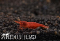 Extreme Tiny Red Sulawesi Garnele - Import Extreme Tiny Red Sulawesi Garnele - Import