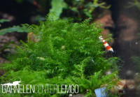 Fissidens Sp. - auf Plant Sheet Fissidens Sp. - auf Plant Sheet