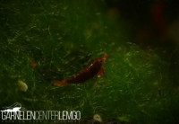 Malili Red Garnele Malili Red Garnele