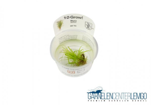 Blyxa japonica - Japanisches Fadenkraut - inVitro