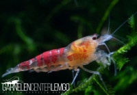 Calceo Bee / Golden Dragon Garnele - DNZ Calceo Bee / Golden Dragon Garnele - DNZ