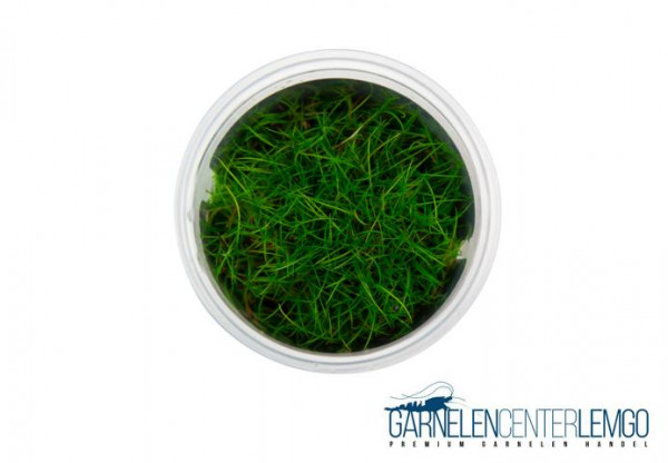 Eleocharis parvula - InVitro