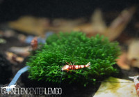 Fissidens sp. Mini Taiwan - Rarität - auf Plant Sheet Fissidens sp. Mini Taiwan - Rarität - auf Plant Sheet
