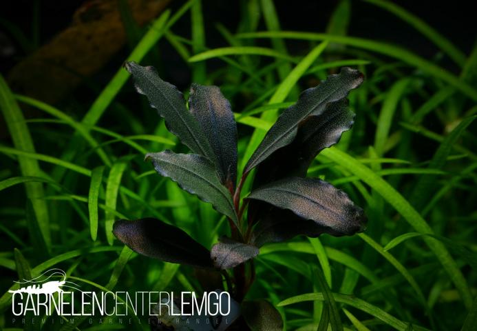 Topick Aquarium - Bucephalandra sp. Purple Phantom