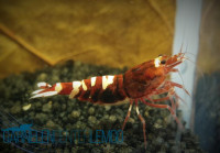 Skyfish Pinto Tiger Red - Grade A/S - DNZ Skyfish Pinto Tiger Red - Grade A/S - DNZ