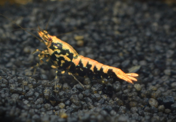 Orange Boa Garnele / Orange based Boa S Grade - DNZ