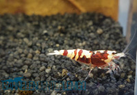 Skyfish Pinto Mosura Tiger Red - Grade S - DNZ Skyfish Pinto Mosura Tiger Red - Grade S - DNZ