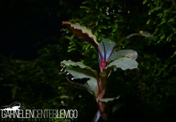 Bucephalandra sp. Brownie Ghost, submers, Rhizom