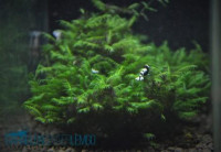 Fissidens Fontanus - Phönix Moos - auf Plant Sheet Fissidens Fontanus - Phönix Moos - auf Plant Sheet