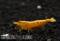 Yellow Fishbone Garnelen - DNZ Yellow Fishbone Garnelen - DNZ