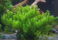 Distichophyllum sp. - sehr seltenes Moos - auf Plant Sheet Distichophyllum sp. - sehr seltenes Moos - auf Plant Sheet