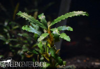 Bucephalandra sp. Velvet Lead Entihong, submers, Rhizom Bucephalandra sp. Velvet Lead Entihong, submers, Rhizom