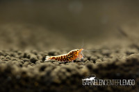 Skyfish Galaxy Fishbone Red Snowflake Garnele SSS - High Grade - DNZ Skyfish Galaxy Fishbone Red Snowflake Garnele SSS - High Grade - DNZ